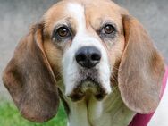 BIBBI- superliebe&verträgliche Hundedame - Betzenstein