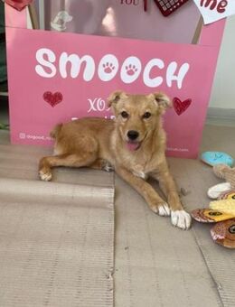 💖kleiner Welpe Stubbs💖 - Eislingen (Fils)