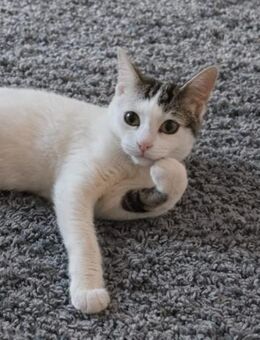 Heinz sucht neuen Wirkungskreis - Garbsen