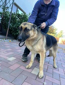 Chester sucht seine Menschen! - Beltheim