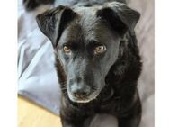 Lexi - schwarze Schönheit sucht Familie - Kallmünz