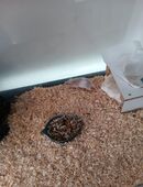 2 Farbmaus Böcke abzugeben in 06536