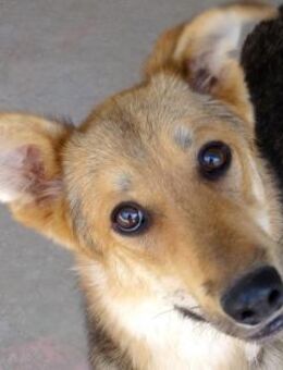 Wolverine -selbstsicher, verspielt- - Oldenburg