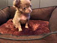 Reinrassige Chihuahua Welpen - Würzburg