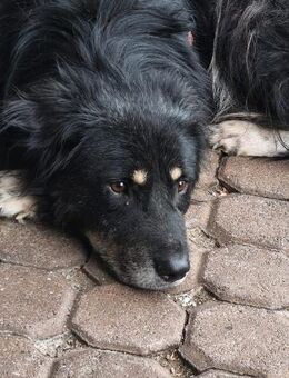 Niko- dankbarer Hütehund auf Heimatsuche - Alfdorf