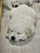 Golden Retriever Welpen in 26607