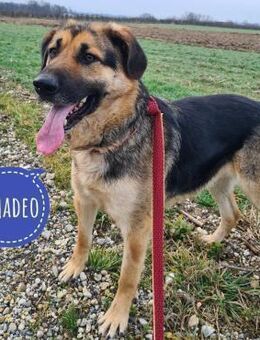 Amadeo ein wundervoller Kerl - Mannheim