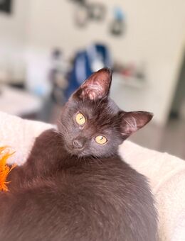 2 kitten suchen ab sofort neues zuhause! - Höxter