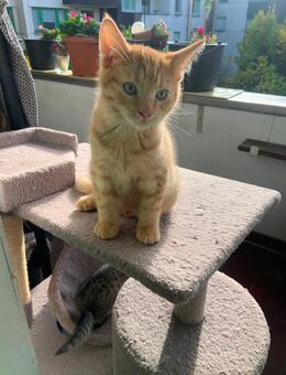 Zuckersüße Samtpfoten - Berlin Reinickendorf