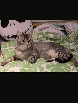 Kastrierter Kater sucht sein Zuhause - Schenefeld (Landkreis Pinneberg)