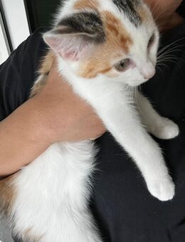 Katzen Baby zu verkaufen - Wetzlar