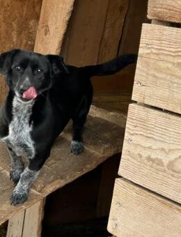 RICKY - braucht Geduld und Liebe! - Korschenbroich