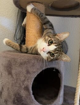 Katze Uschi - Aachen