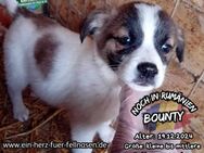 BOUNTY - hat noch 6 Geschwister - Waakirchen