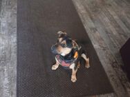 Jack Russel Mischling - Stechow-Ferchesar
