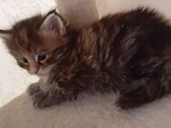 Xxl Mädel Maine Coon Kitten - Bechhofen (Bayern)