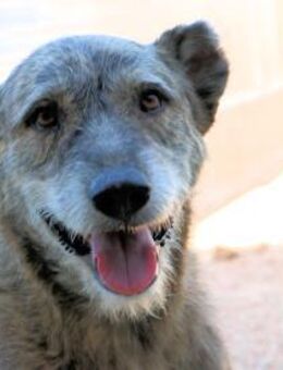 TINO - seine Ohren wurden abgeschnitten - Regensburg