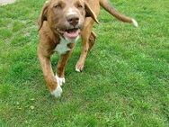 Buddy sucht noch ein zu Hause auf Lebenszeit - Weißwasser (Oberlausitz)