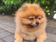 Pomeranian Boo Deckrüde. Kein Verkauf !!! - Löningen