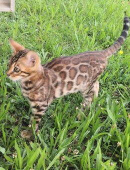 Bengal Kiitten - Mahlberg