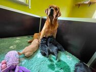 ++ Typvolle Labradorwelpen mit Papieren im Showtyp mit Papieren++ - Lewitzrand