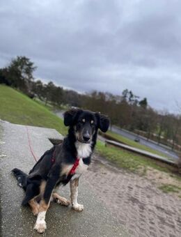 Tormy sucht ein neues Zuhause - Kropp