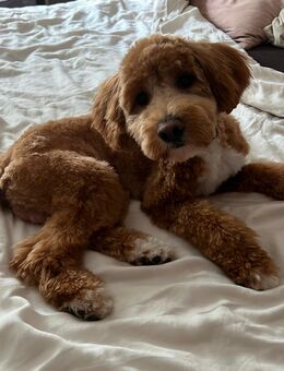 Maltipoo Deckrüde - Mannheim