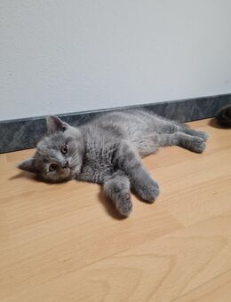 Süße Bkh kitten - Neukirchen (Wald)