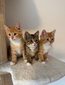 Garfield und co / 6 Katzenbabys - Brekendorf