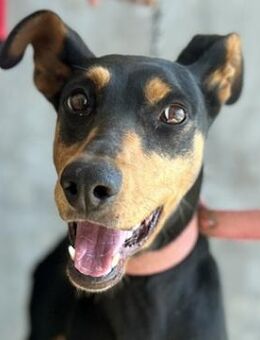 Rachel, geb. ca. 05/2020, GRIECHENLAND - Euskirchen