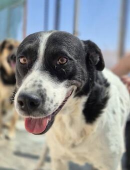 Akira - lieb, verschmust, freundlich - Hamburg