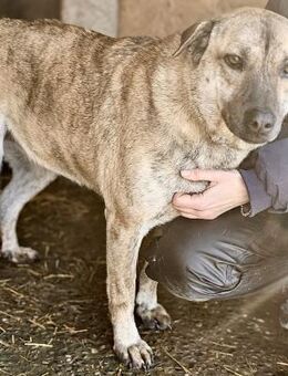 MOFFI - liebe Kuschelmaus - Weilheim (Oberbayern)
