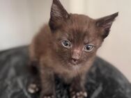 katzen kitten (Bottrop) - Bottrop