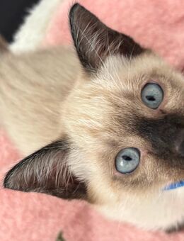 Reinrassige Siamkitten suchen dich! - Hösbach