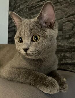 BKH Kater Blue - Ludwigshafen (Rhein)