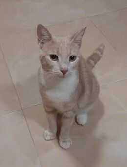 Ivy in Bulgarien - Ingolstadt