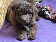 Aussiedoodle Welpen (jetzt Abgabebereit) - Langenbach (Rheinland-Pfalz)