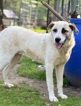 Verspielter Koriander sucht Familie - München