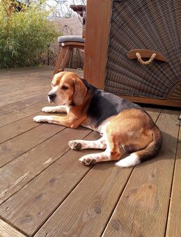 Buddy ist eine coole Socke und sucht ein "für immer Zuhause" - Goslar