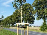 Große Bäume als Hochstamm für Ersatzpflanzung im Frühjahr bestellen - Gronau (Leine)