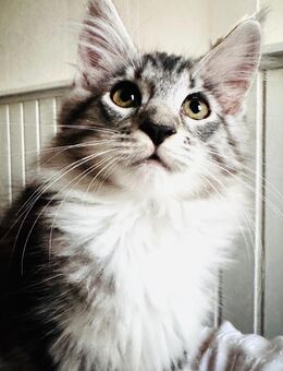 Reinrassige Maine Coon Mädchen - Aue
