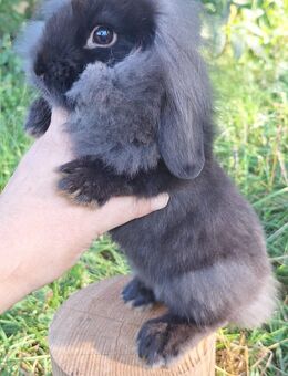 Zwergkaninchen Löwenkopf mix Zwergwidder Die Kaninchen sind nicht SCHÜCHTERN ;) - Schöntal