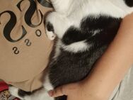 Kater schwarz weiß abzugeben - Meinersen