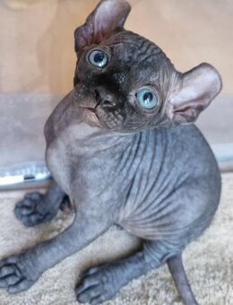 *Traumhafte Sphynx Kitten mit Tasthaaren suchen ihr neues Zuhause - Canadian und Elf* - Ludwigshafen (Rhein)