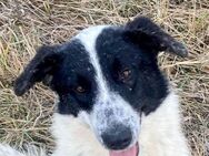 Monnie sucht nun eine Familie - Dittelbrunn