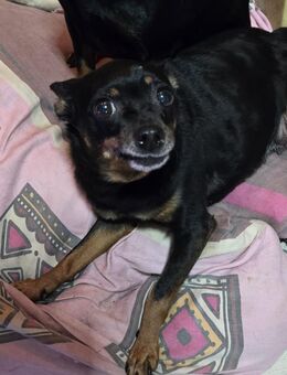 Zwegpinscher Mischlinge - Bielefeld
