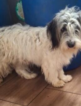 schüchterner Murphy sucht - Kallmünz