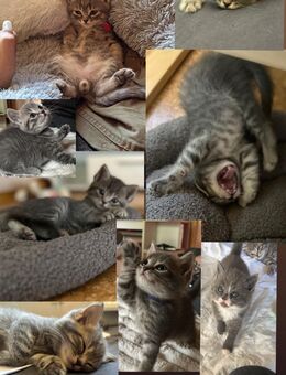 Bkh Kitten mix - Geslau