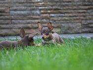 Zwei süße Russkiy Toy Welpen (weiblich) suchen Zuhause - Bad Iburg