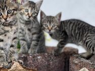 BKH Katzenbabys - Nassau